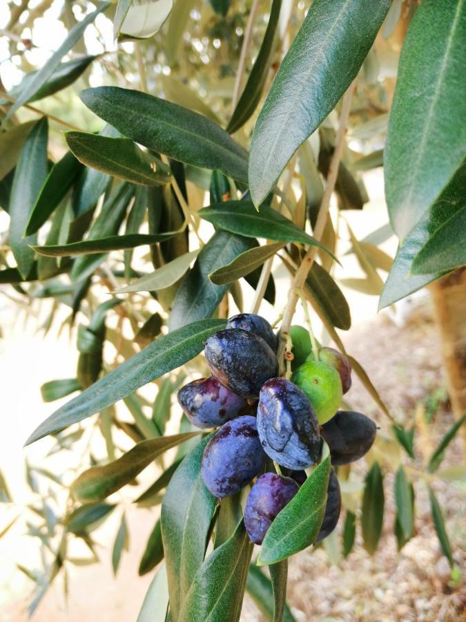 הוילה Montes de Cima Vinha Do Gaio מראה חיצוני תמונה