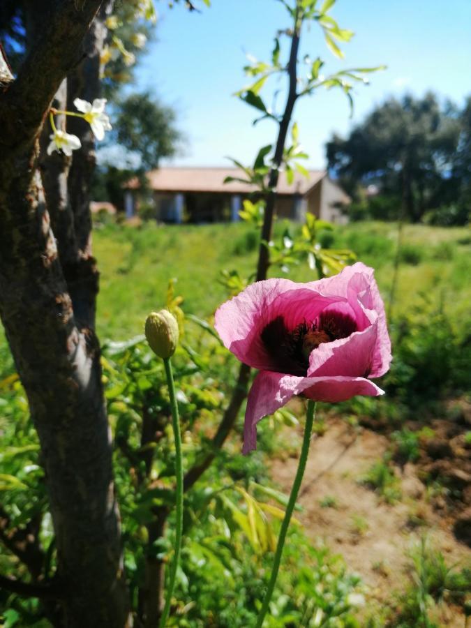 הוילה Montes de Cima Vinha Do Gaio מראה חיצוני תמונה